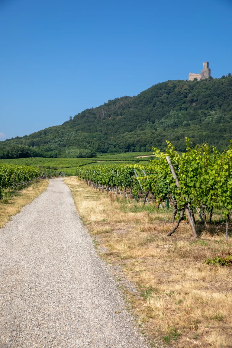 Panorama des vignes de Scherwiller, château d'Ortenbourg au sommet