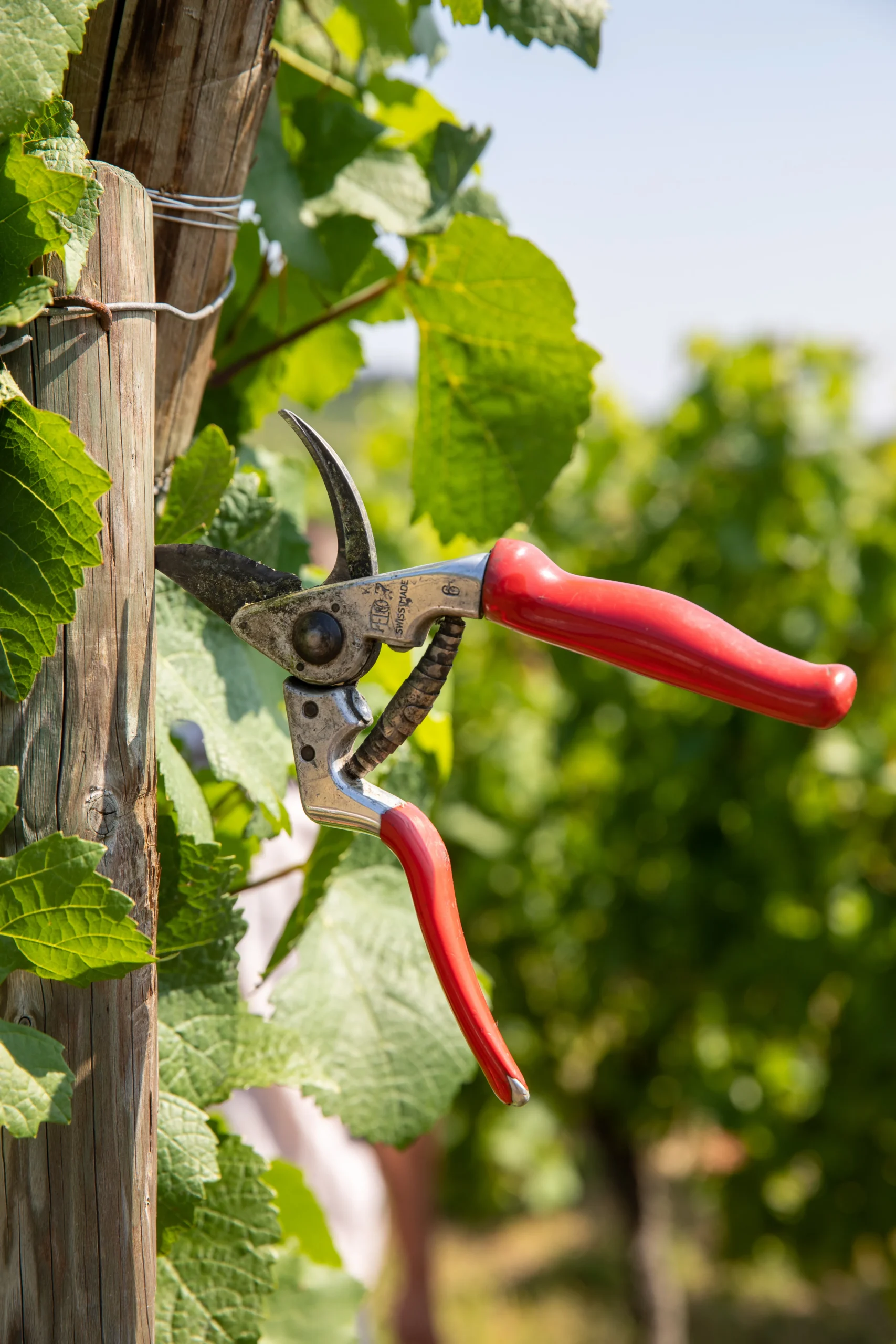Sécateur dans les vignes d'Aubach, vendanges manuelles