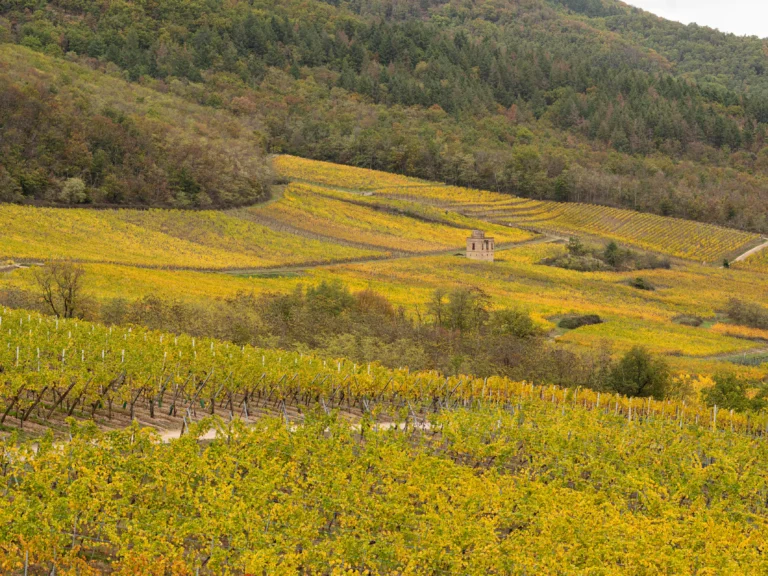 Vignoble du domaine Aubach en automne, coteaux alsaciens à Scherwiller