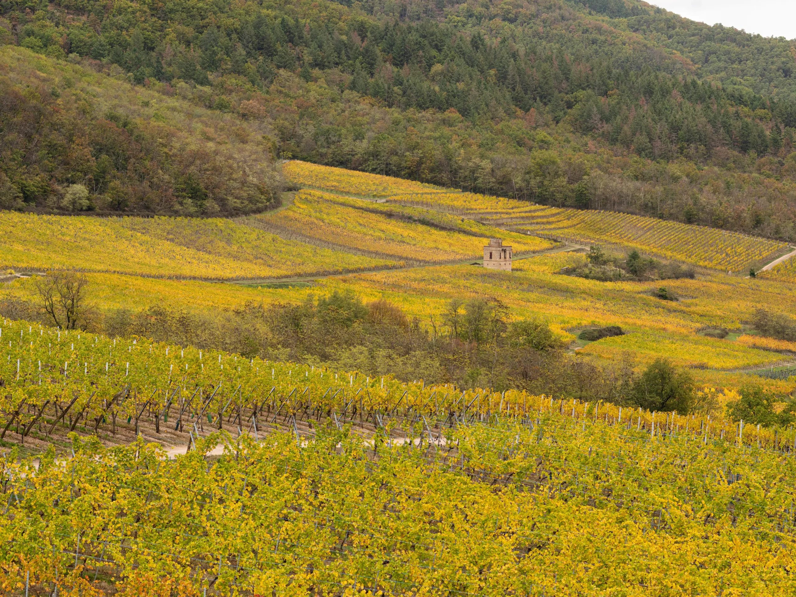 Vignoble Aubach en automne, Scherwiller, Alsace